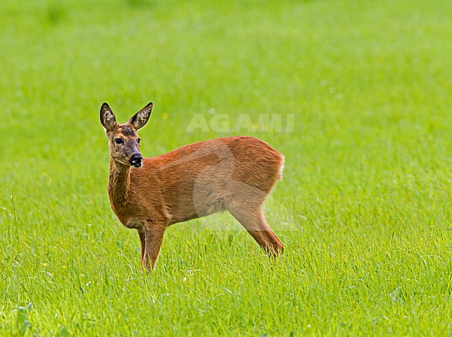 Ree in gras, Roe Deer in gras stock-image by Agami/Roy de Haas,