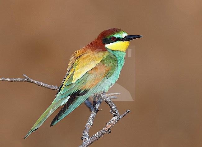 European Bee-eater, Merops apiaster, in France. Perched on a branch. stock-image by Agami/Aurélien Audevard,