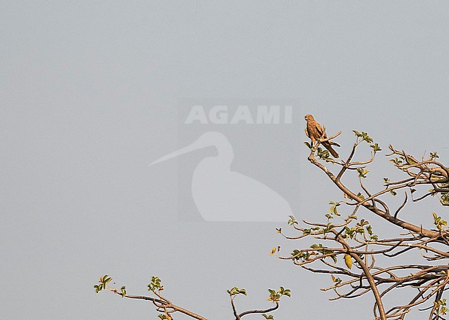 Fox Kestrel (Falco alopex) in Ghana. stock-image by Agami/Pete Morris,