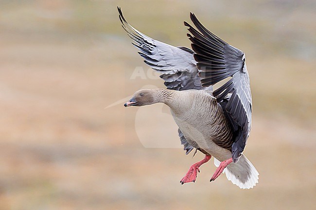 Pink-footed Goose (Anser brachyrhynchus), adult male in flight, Northwestern Region, Iceland stock-image by Agami/Saverio Gatto,