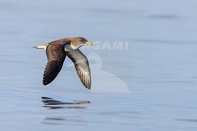 An adult Scopoli's shearwater is seen flying with a clear blue sky behind it. Scopoli's Shearwaters breed on rocky islands and on steep coasts in the Mediterranean but outside the breeding season it forages in the Atlantic. stock-image by Agami/Jacob Garvelink,