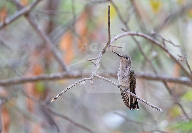 Tumbes Hummingbird (Thaumasius baeri) in northern Peru. A range restricted species of arid scrublands and the edges of deciduous forest in the Tumbes ecoregion. stock-image by Agami/Pete Morris,