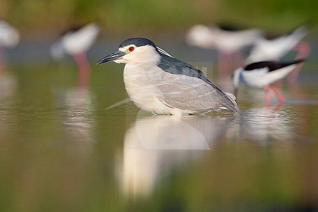 Black-crowned Night Heron (Nycticorax nycticorax), side view of an adult standing in the water together with Black-winged Stilts, Campania, Italy stock-image by Agami/Saverio Gatto,