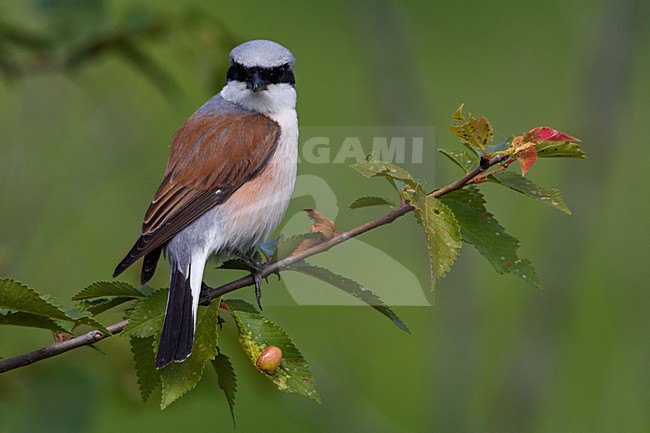 Grauwe Klauwier volwassen man zittend in struik; Red-backed Shrike adult male perched in bush stock-image by Agami/Daniele Occhiato,