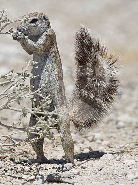 Kaapse grondeekhoorn mannetje foeragerend Namibie, Cape Ground Squirrel male foraging Namibia stock-image by Agami/Wil Leurs,