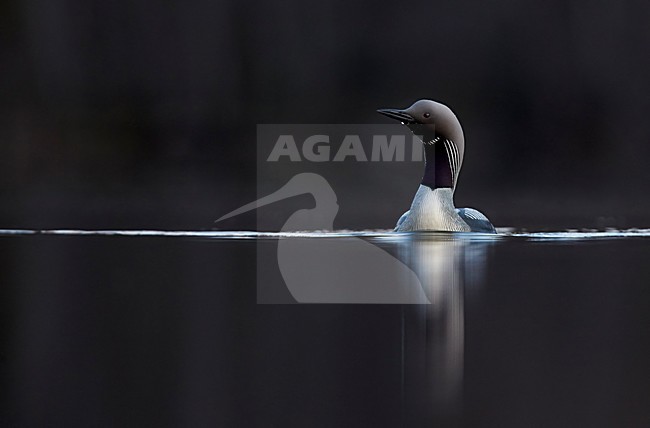 Adulte Parelduiker in zomerkleed; Adult summer Black-throated Loon stock-image by Agami/Markus Varesvuo,