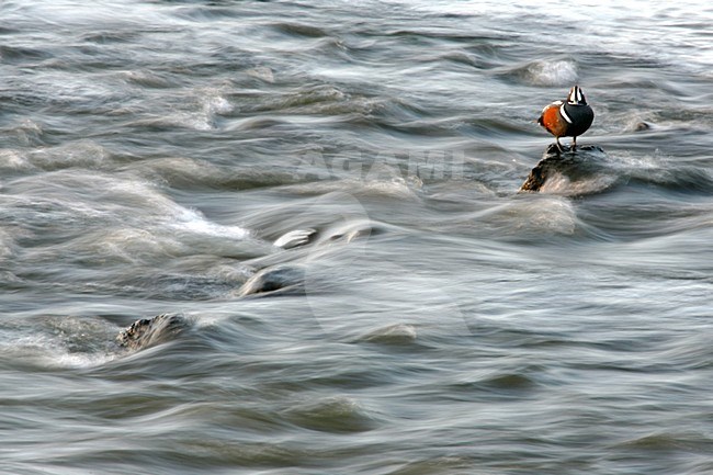 Mannetje Harlekijneend bij snel stromende rivier; Male Harlequin Duck at fast flowing river stock-image by Agami/Menno van Duijn,