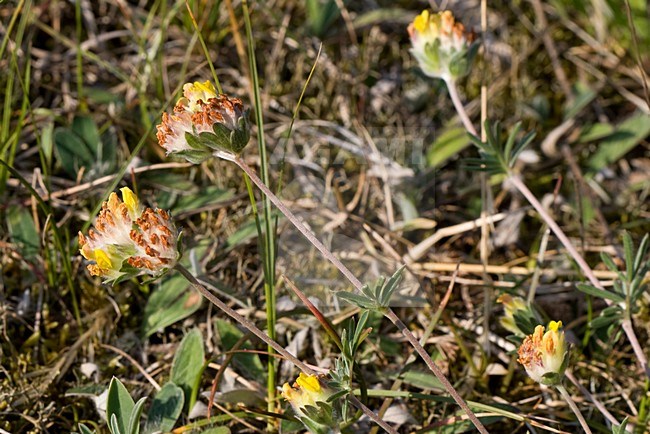 Wondklaver in de duinen; Common kidneyvetch in coastal dunes stock-image by Agami/Arnold Meijer,