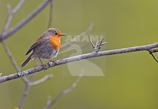 Roodborst zittend op tak; European Robin perched on branch stock-image by Agami/Markus Varesvuo,