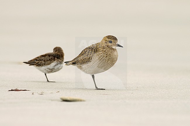 European Golden Plover and Dunlin standing on the beach; Goudplevier en Bonte Strandloper staand op het strand stock-image by Agami/Marc Guyt,