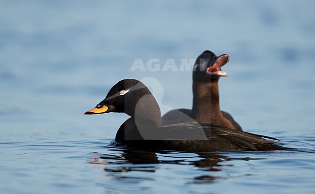 Paartje Grote Zee-eenden; Pair of Velvet Scoters stock-image by Agami/Markus Varesvuo,