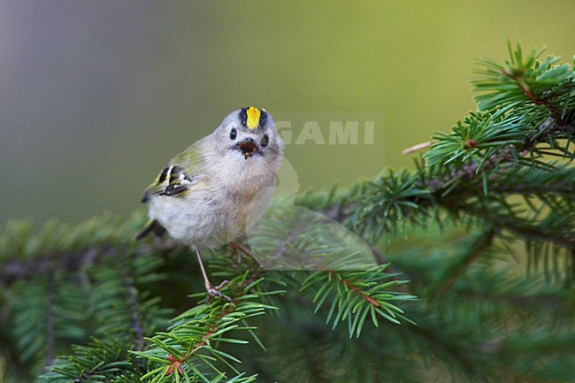 Goudhaan, Goldcrest, Regulus regulus stock-image by Agami/Jari Peltomäki,