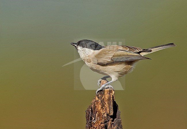 Marsh Tit (Poecile palustris) in northern Italy. Bird looking up. stock-image by Agami/Alain Ghignone,