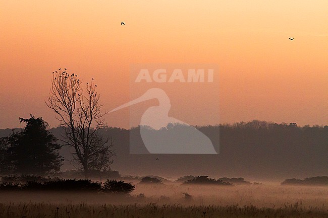 Zwerm vogels zittend in boom in mistige landschap van Lentevreugd; Flock of birds perched in tree in misty landscape of Lentevreugd stock-image by Agami/Menno van Duijn,