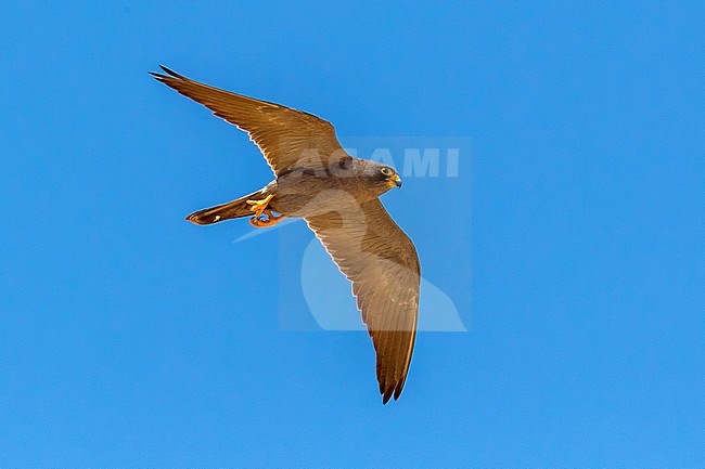 Sooty Falcon flying over a small island in Egypt. stock-image by Agami/Vincent Legrand,