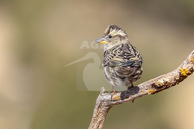 Rock Sparrow sitting on a branch stock-image by Agami/Onno Wildschut,