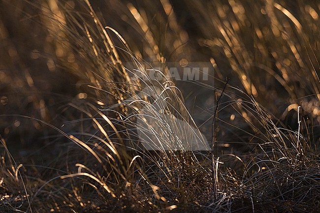 Close up of European Marram Grass in winter stock-image by Agami/Marc Guyt,