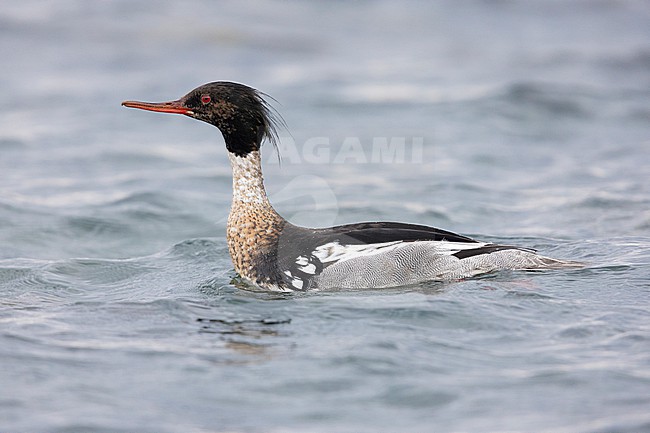 Red-breasted Merganser (Mergus serrator), side view of an adult male swimming in the water, Capital Region, Iceland stock-image by Agami/Saverio Gatto,