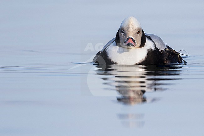 Long-tailed Duck - Eisente - Clangula hyemalis, Germany (Mecklenburg-Vorpommern), adult, male stock-image by Agami/Ralph Martin,