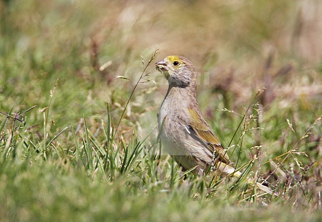 Foeragerende Syrische Kanarie; Foraging Syrian Serin stock-image by Agami/Markus Varesvuo,