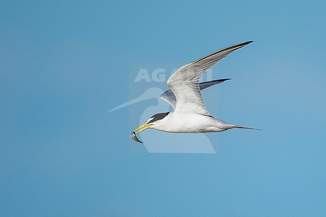 Adult Least Tern (Sternula antillarum) in breeding plumage in flight at the coast in Galveston County, Texas, USA. stock-image by Agami/Brian E Small,
