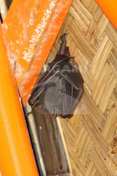 Indonesian short-nosed fruit bat (Cynopterus titthaecheilus) hanging in a tourist hut on Java, Indonesia. It is endemic to Indonesia and has 3 subspecies (titthaecheilus, major and terminus). stock-image by Agami/James Eaton,