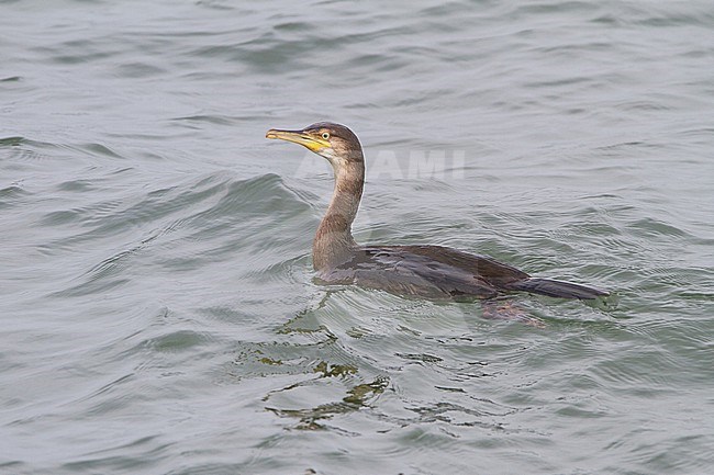 European Shag, Phalacrocorax aristotelis, juvenile swimming seen side stock-image by Agami/Menno van Duijn,