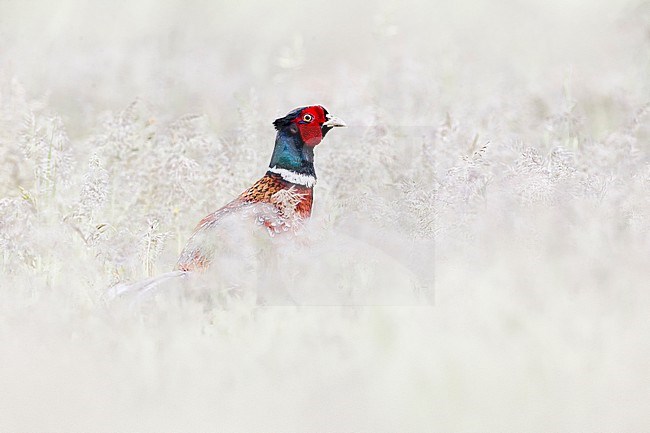 Male Common Pheasant, Phasianus colchicus, in Italy. stock-image by Agami/Daniele Occhiato,