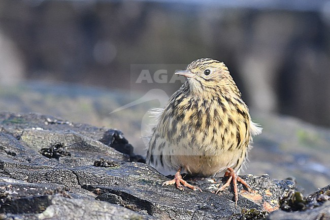 South Georgia Pipit, Anthus antarcticus, on mainland sSouth Georgia in the South Atlantic ocean. stock-image by Agami/Laurens Steijn,
