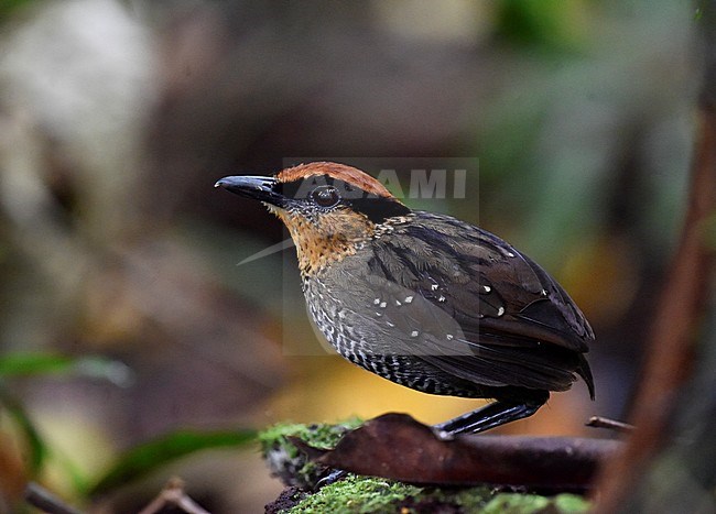 Rufous-crowned Antpitta (Pittasoma rufopileatum), also know as Rufous-crowned Gnatpitta, standing on the ground in rainforest in Ecuador. stock-image by Agami/Dani Lopez-Velasco,