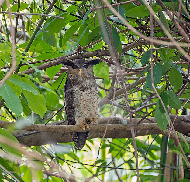 Adult Barred Eagle-Owl, Ketupa sumatrana, perched in broad daylight in Thailand. stock-image by Agami/Pete Morris,