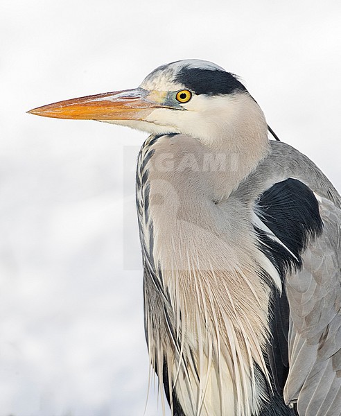 Wintering Grey Heron (Ardea cinerea) in Katwijk, Netherlands. stock-image by Agami/Marc Guyt,