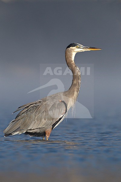 Adult non-breeding 
Los Angeles Co., CA
September 2010 stock-image by Agami/Brian E Small,