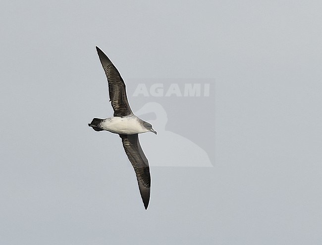Grey Petrel, Procellaria cinerea, at sea between South Georgia and Gough, in the Southern Atlantic ocean. stock-image by Agami/Laurens Steijn,