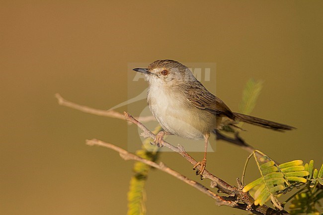 Graceful Prinia - Streifenprinie - Prinia gracilis ssp. yemenensis, southern Oman stock-image by Agami/Ralph Martin,