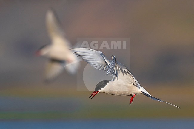 Arctic Tern (Sterna paradisaea) in breeding plumage in Iceland during spring. stock-image by Agami/Daniele Occhiato,