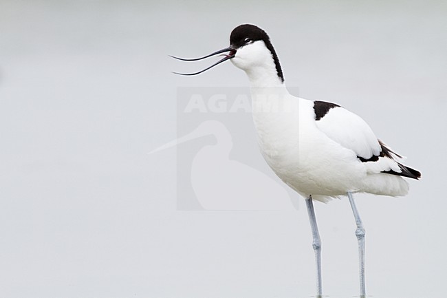 Kluut volwassen roepend; Pied Avocet adult calling stock-image by Agami/Menno van Duijn,