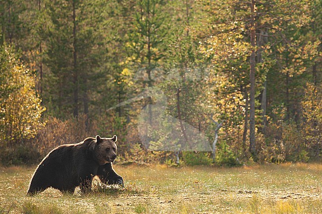 Brown bear (Ursus arctos) walking in field in backlight stock-image by Agami/Caroline Piek,