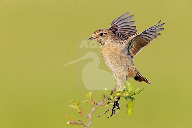 European Stonechat (Saxicola rubicola), side view of an adult female standing on a branch, Campania, Italy stock-image by Agami/Saverio Gatto,