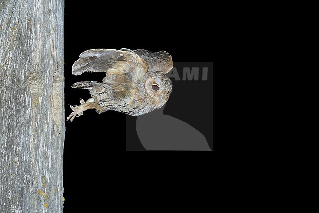 Flammulated Owl, Psiloscops flammeolus, in the United States. stock-image by Agami/Brian E Small,