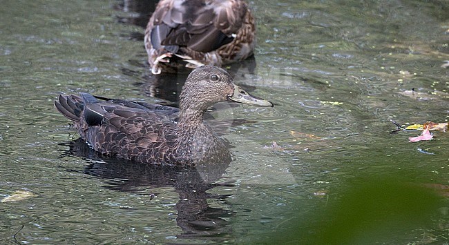 American Black Duck (Anas rubripes) swimming in shallow pool in urban area in North America stock-image by Agami/Ian Davies,