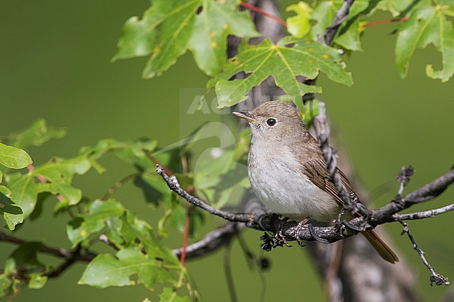 Rusty-tailed Flycatcher - Ficedula ruficauda, Tajikistan, adult stock-image by Agami/Ralph Martin,