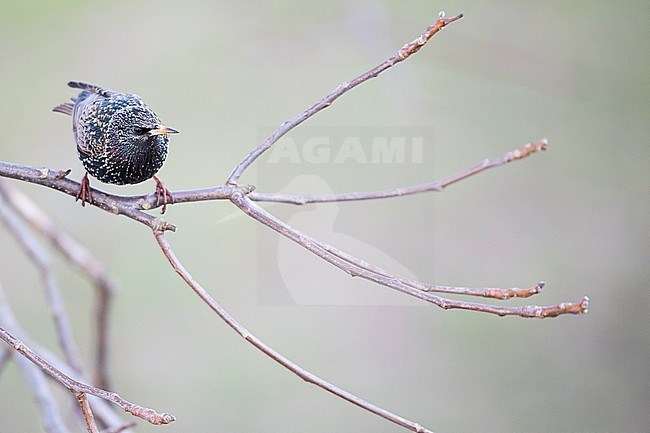Common Starling - Star - Sturnus vulgaris vulgaris, Germany, adult, female stock-image by Agami/Ralph Martin,