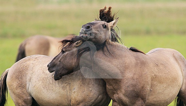 Fighting Konik Horses in the Oostvaardersplassen, Netherlands stock-image by Agami/Jacques van der Neut,