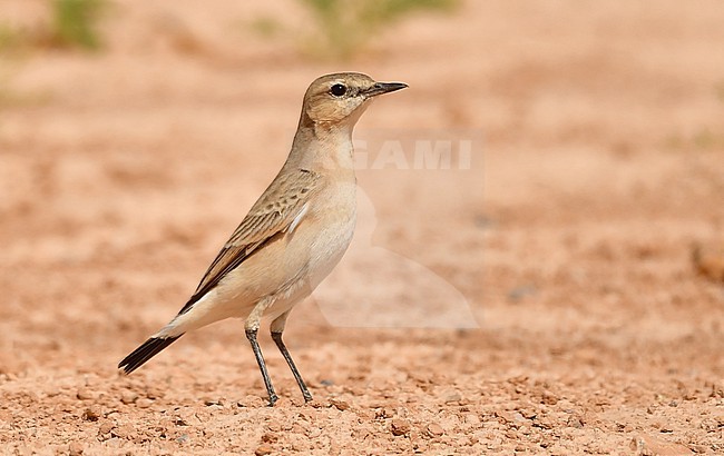 stock-image by Agami/Eduard Sangster,