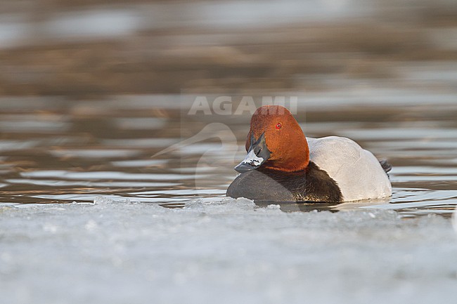 Common Pochard - Tafelente - Aythya ferina, Germany, adult male stock-image by Agami/Ralph Martin,