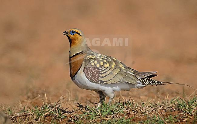  stock-image by Agami/Eduard Sangster,