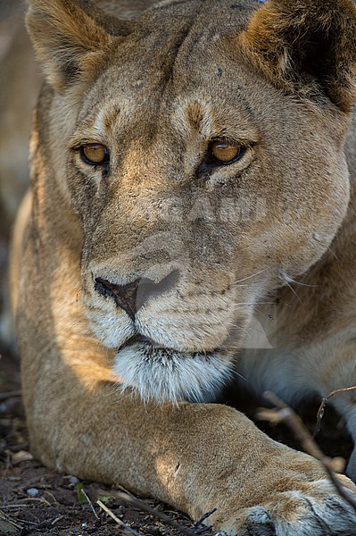 Portrait of a lioness, Panthera leo, in Chobe National Park. Botswana. stock-image by Agami/Sergio Pitamitz,