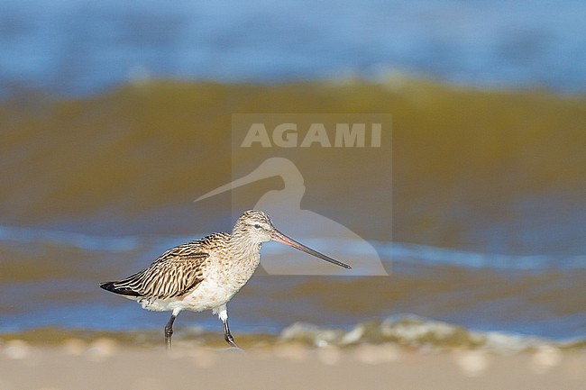 Spring Bar-tailed Godwit (Limosa lapponica) foraging on the beach of Katwijk, Netherlands. stock-image by Agami/Menno van Duijn,