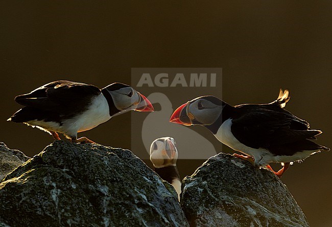 Groep Papegaaiduikers op de broedplaats; Group of Atlantic Puffins on breeding ground stock-image by Agami/Danny Green,